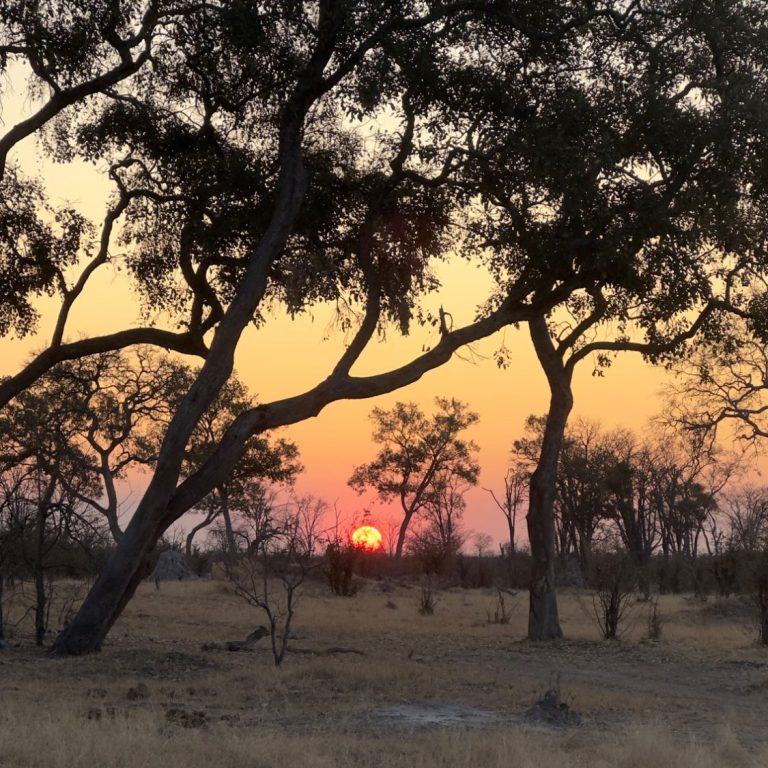 Sonnenaufgang im Okavango Delta Safari in Afrika: Sonnenaufgang im Okavango Delta