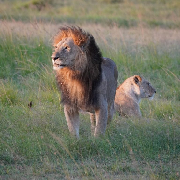 Kenia Nationalparks: Ein Löwe in der Masai Mara