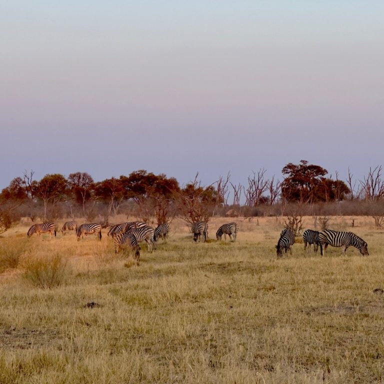 Okavango Delta Botswana: Eine Zebraherde grast im Sonnenaufgang