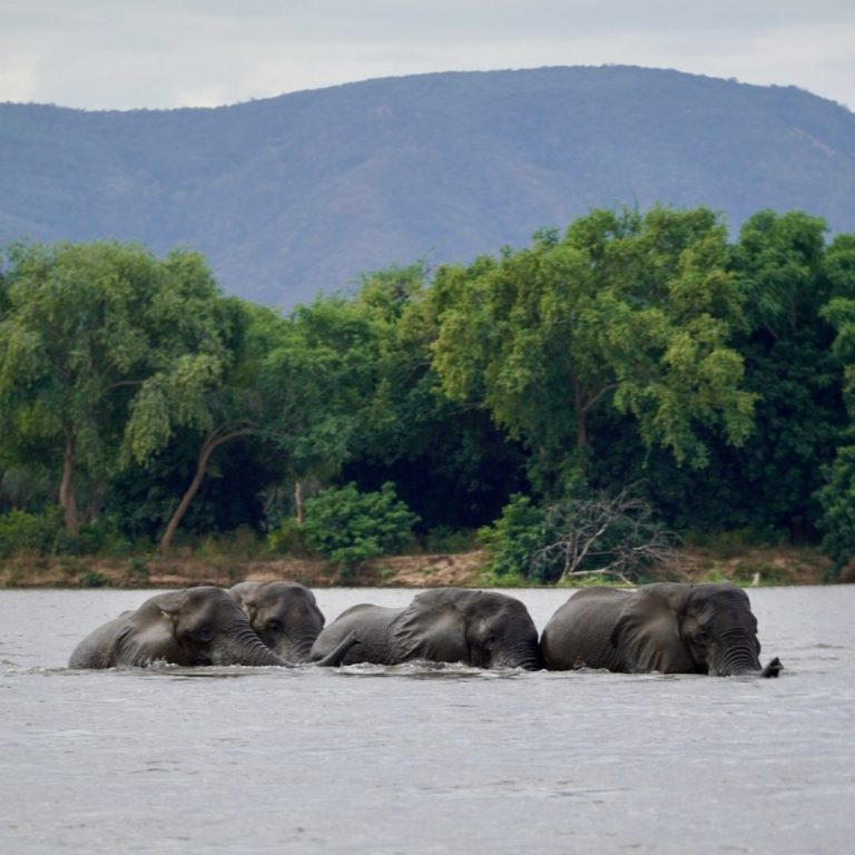 Safari in Afrika: Elefanten im Sambesi
