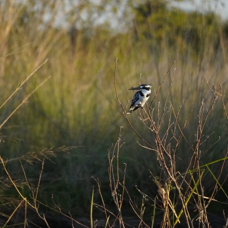 Safari in Afrika: Ein Vogel mit Fisch im Maul