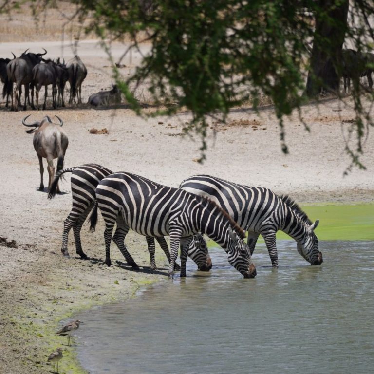 Safari in Afrika: Zebras am Wasserloch