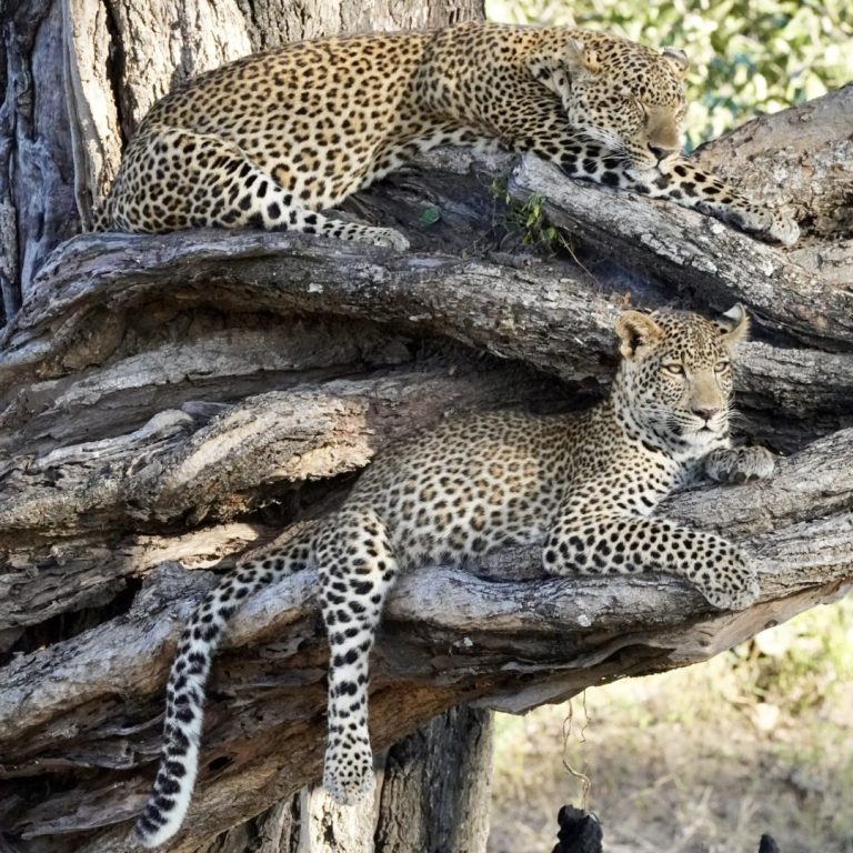 Leopardenmutter mit Jungem im Südluangwa-Nationalpark