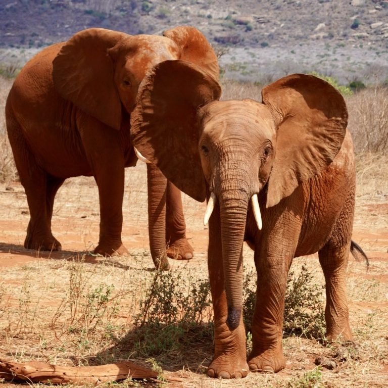 Nationalparks Kenia: Zwei rötlich gefärbte Elefanten im Tsavo-Nationalpark