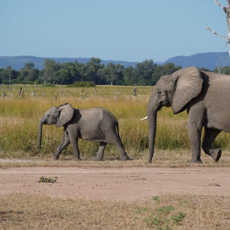Elefantenmutter mit Jungem im Südluangwa-Nationalpark in Sambia