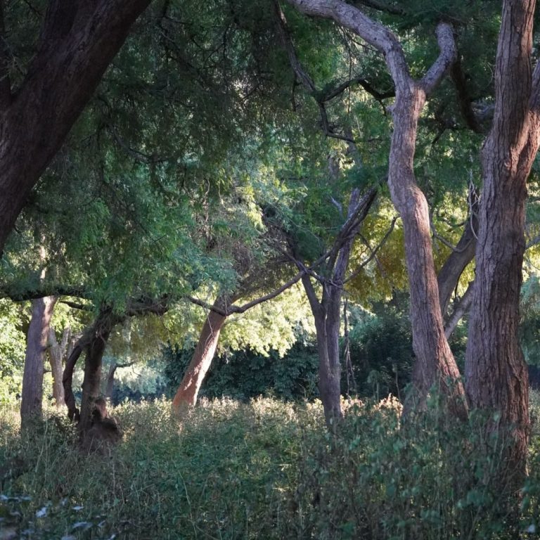 Magischer Wald im Lower-Zambesi-Nationalpark, Sambia