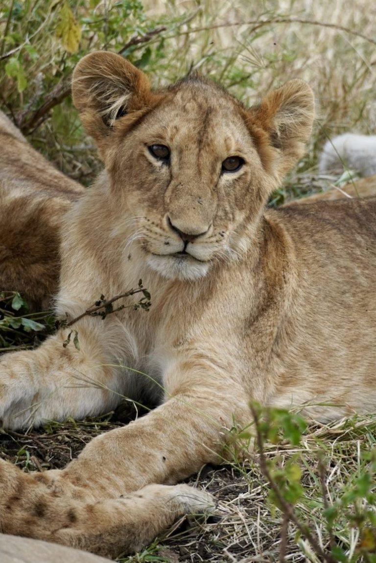 Safari in Afrika: Ein junger Löwe im Gras