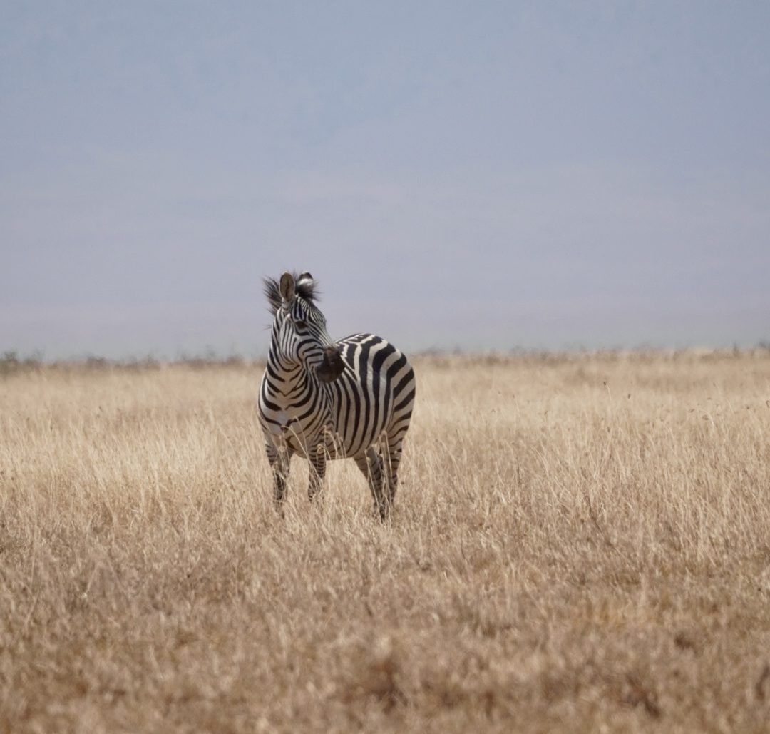 Ein Zebra steht in der Savanne in Tansania, Afrika.