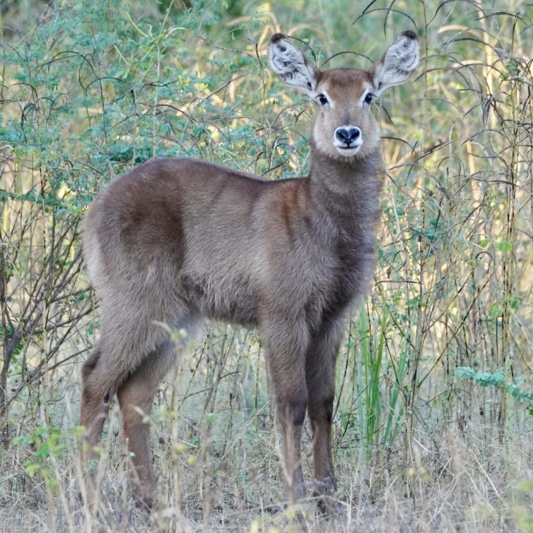 Ein kleiner Buschbock im Lower-Zambesi-Nationalpark